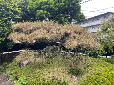 image0_2.jpeg