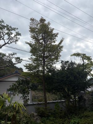 image5_5.jpeg