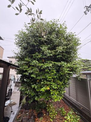 image1_11.jpeg