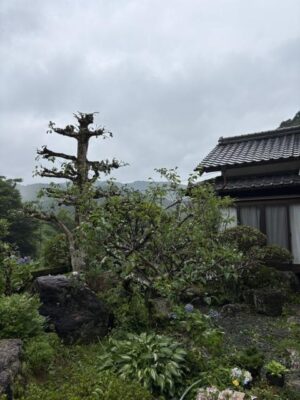 image1.jpeg
