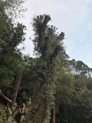 image1_3.jpeg